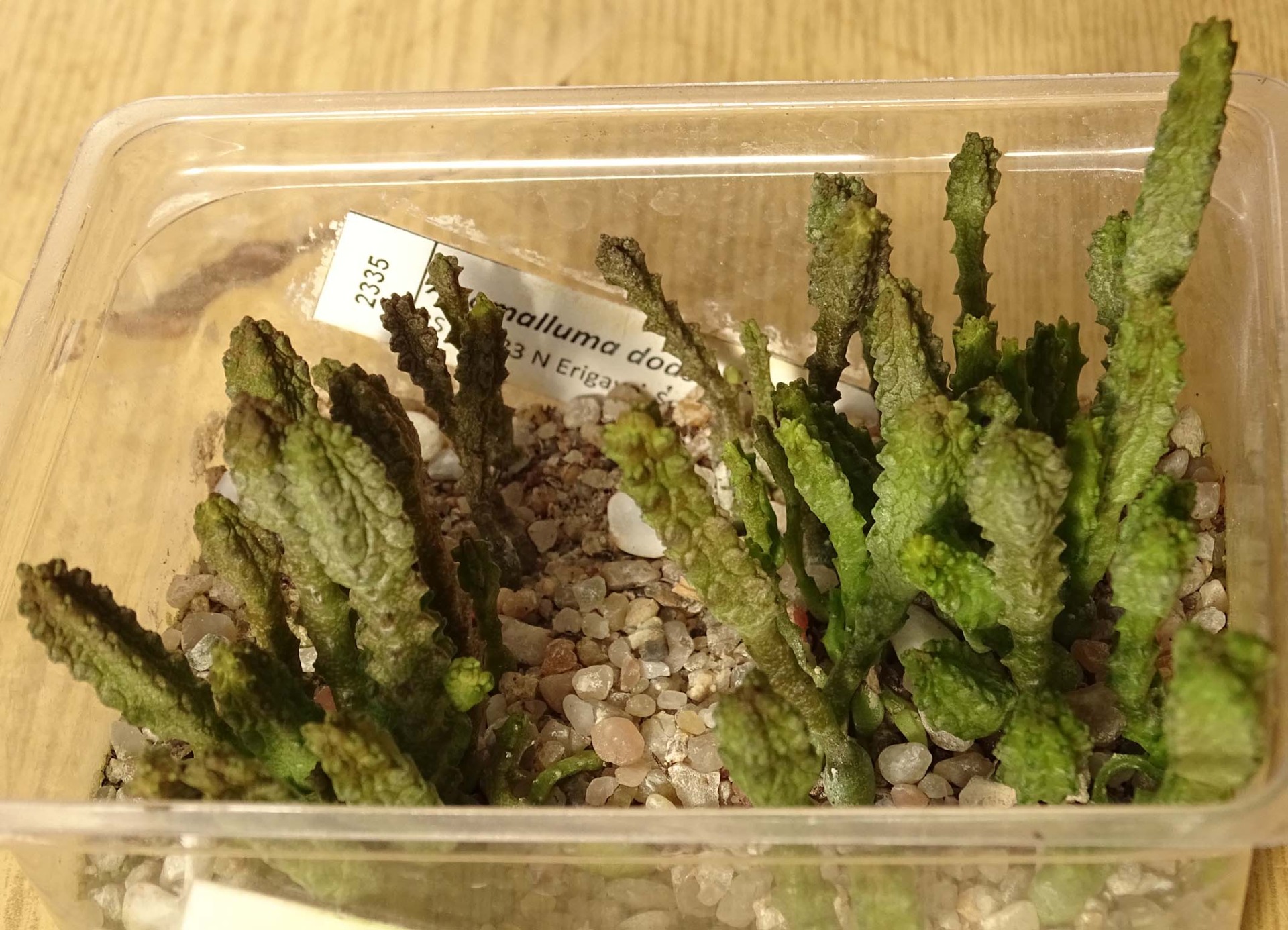 actual size: height 2-4 cm