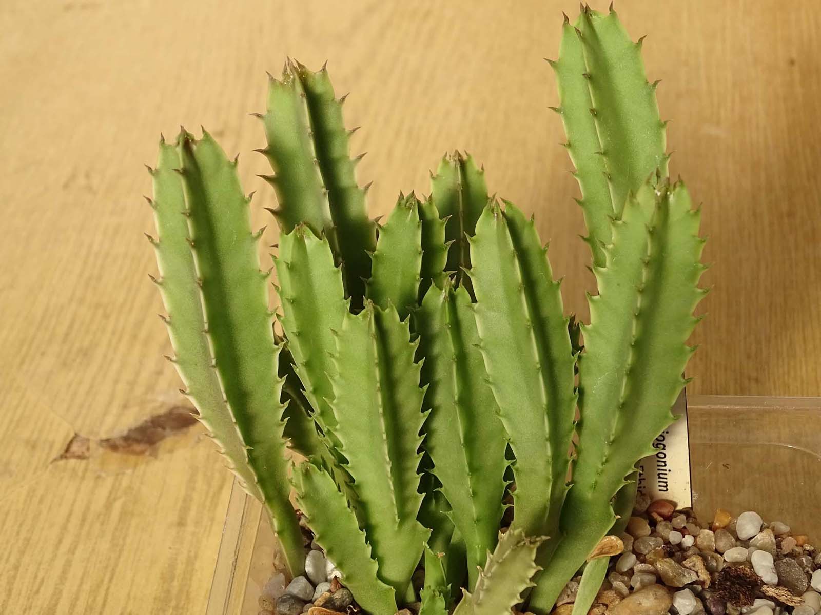 actual size: 5-8 cm