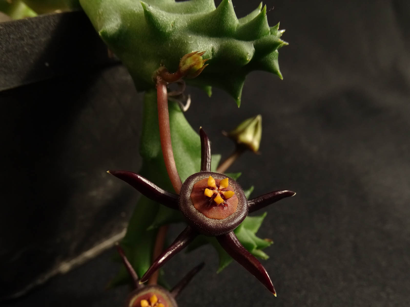 actual size: 4-5 cm