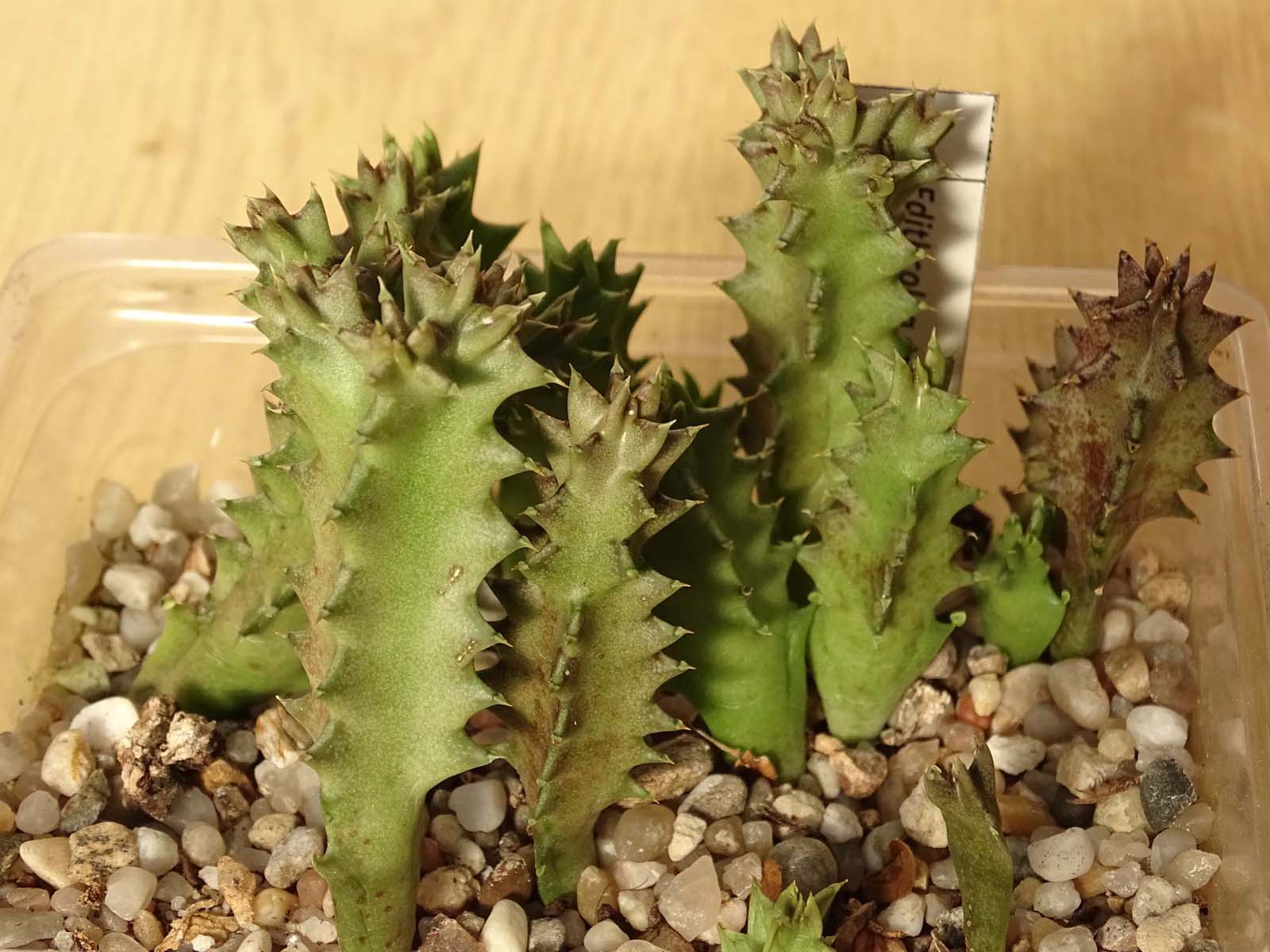 actual size: 4-6 cm