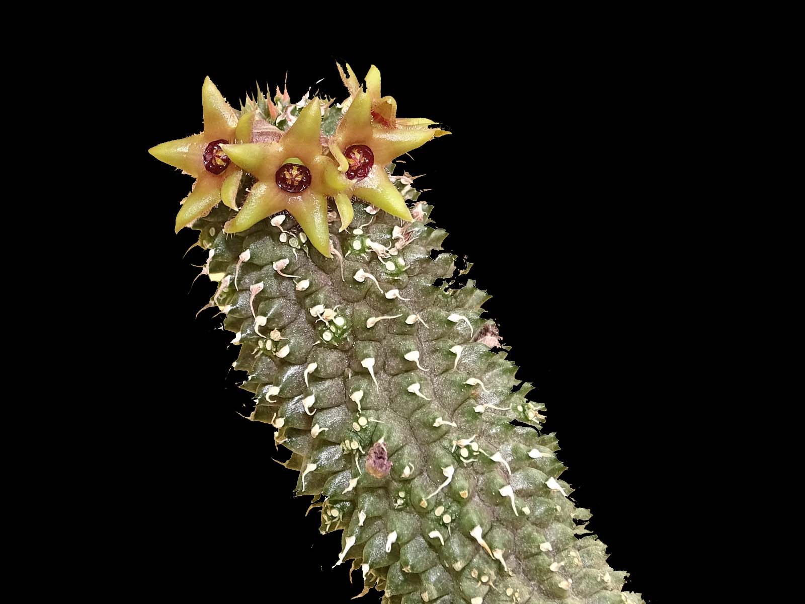 actual size: 4-6 cm