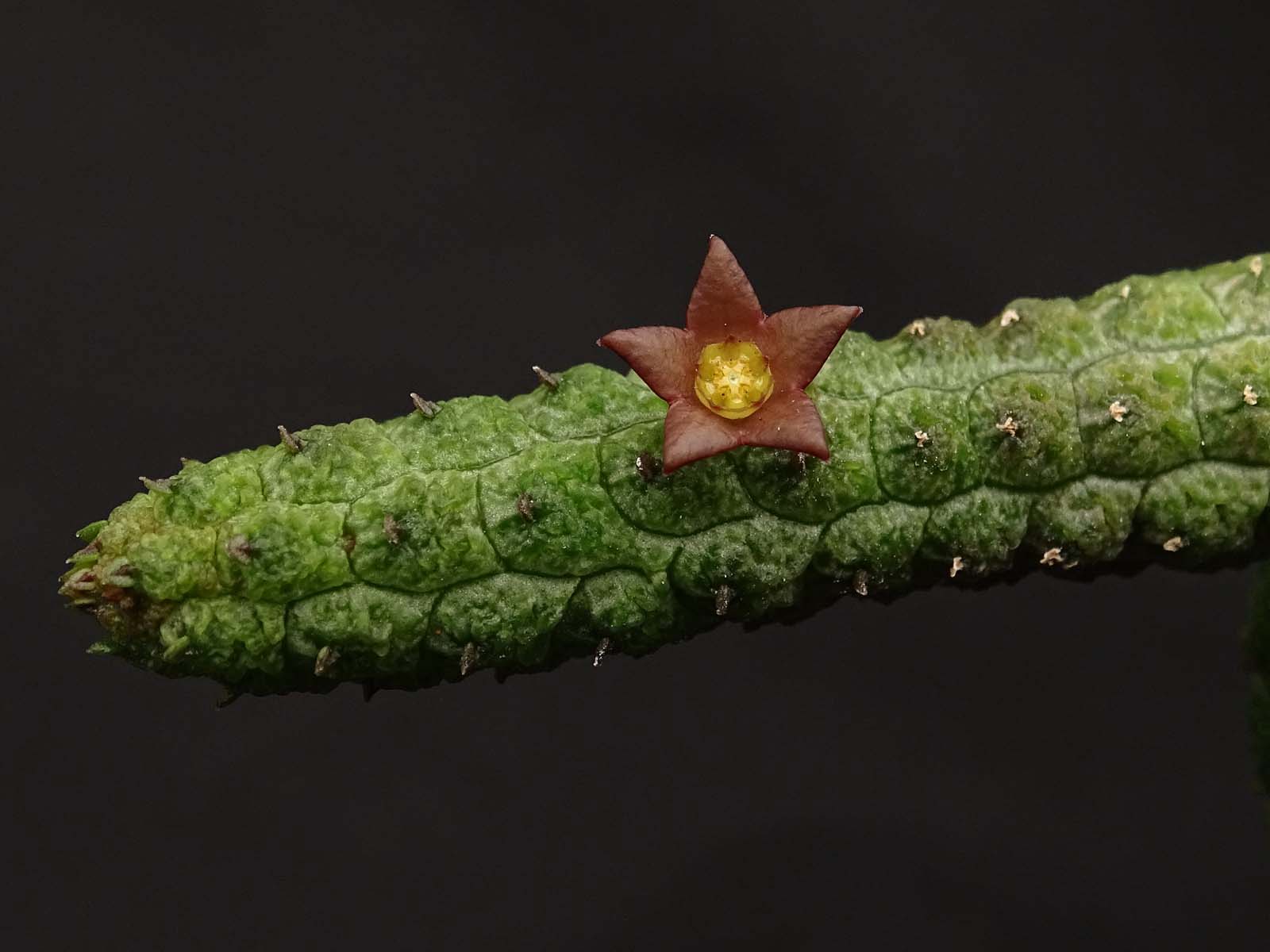 actual size: 4-6 cm