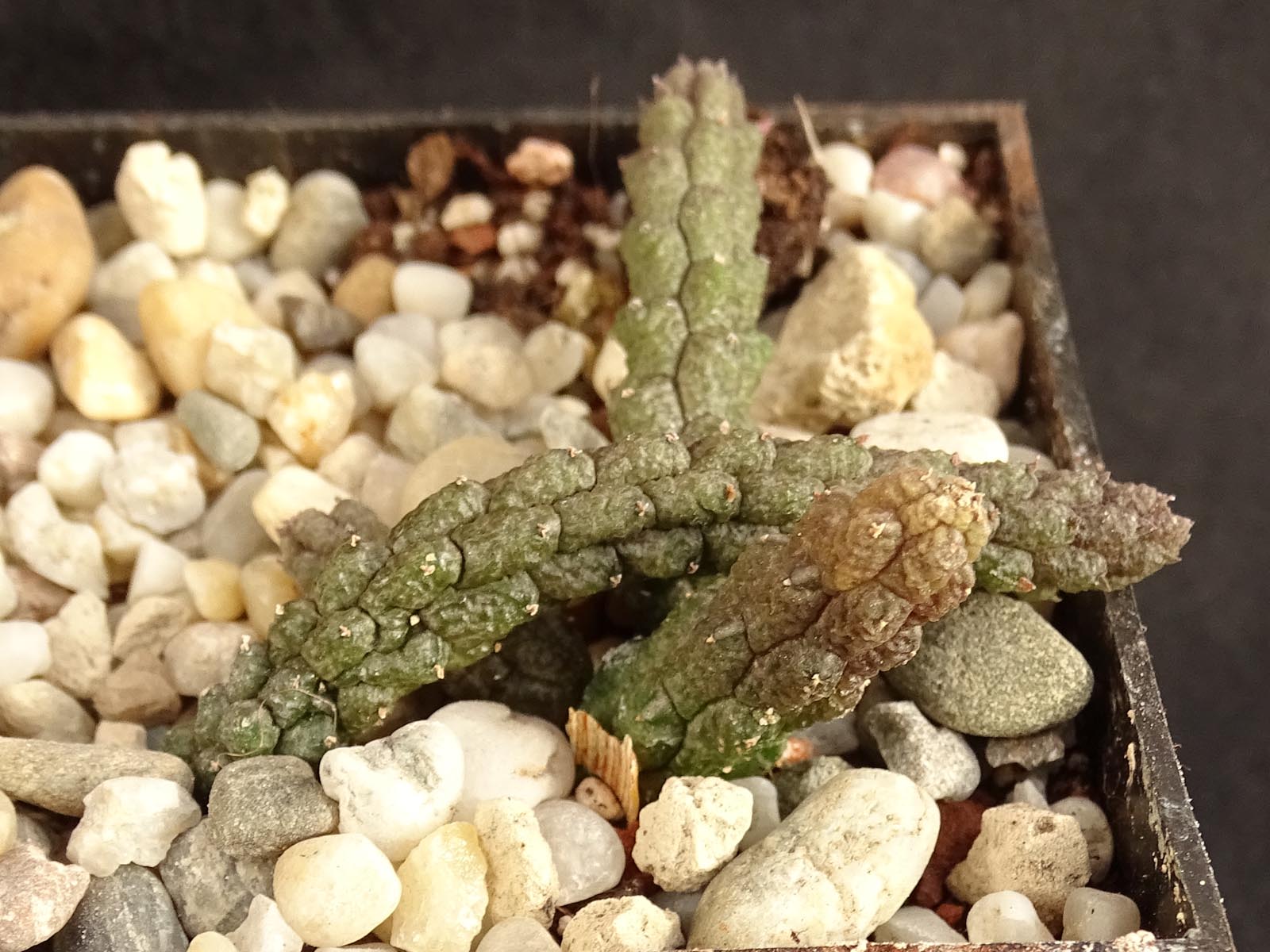 actual size: 4-6 cm