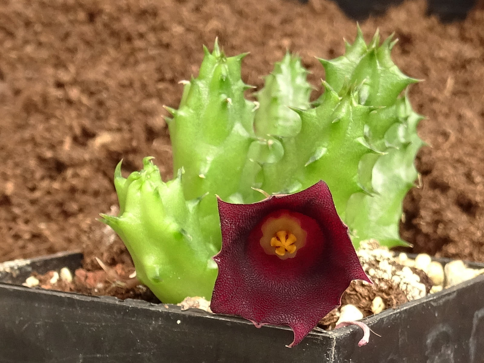 actual size: 4-6 cm