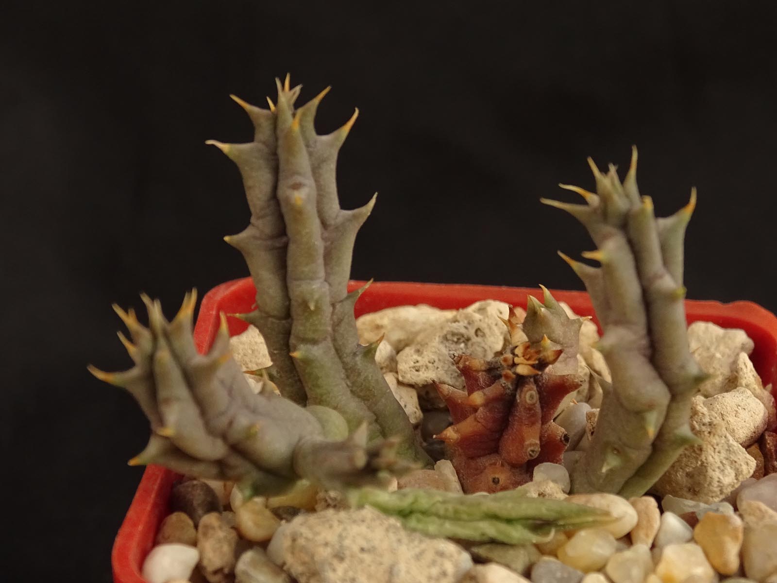 actual size: 4-5 cm