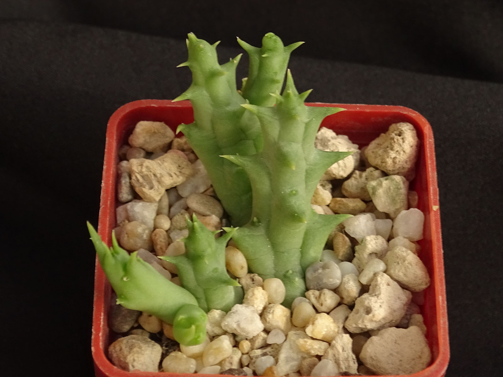 actual size: cca 3-5 cm