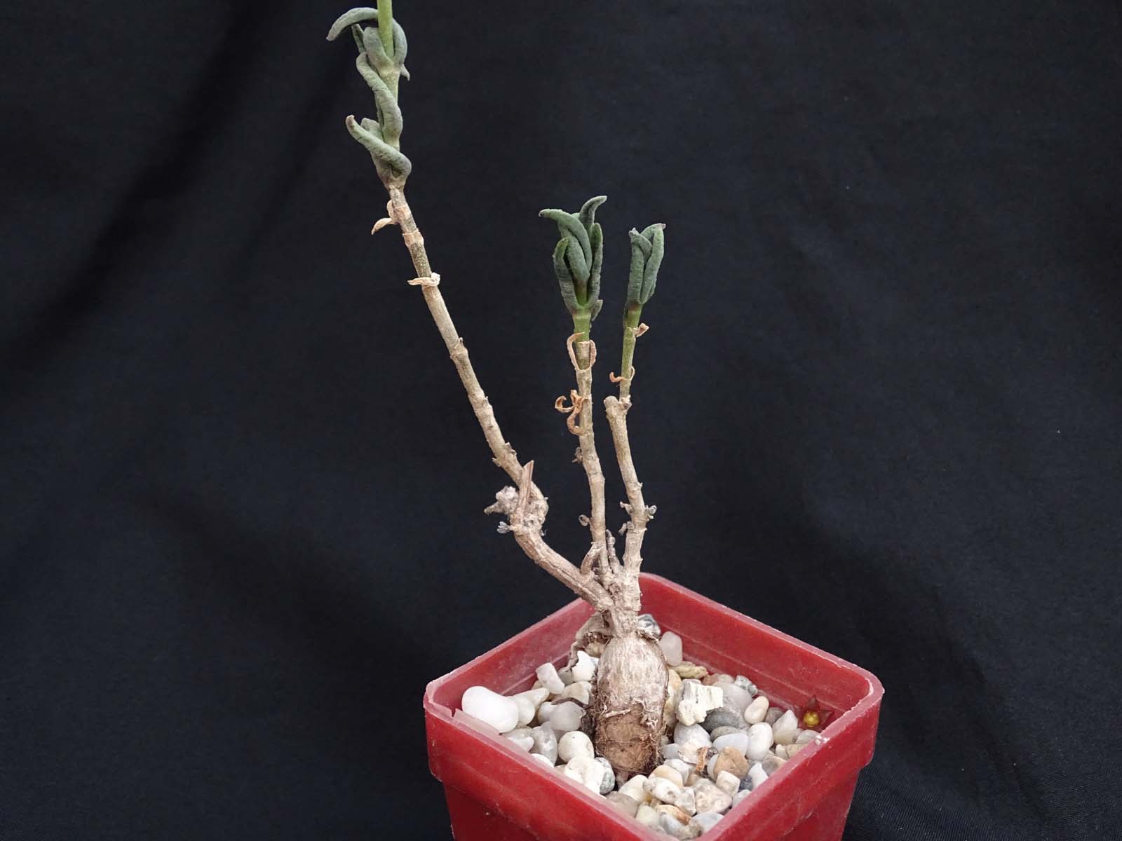 actual size: 4-6 cm
