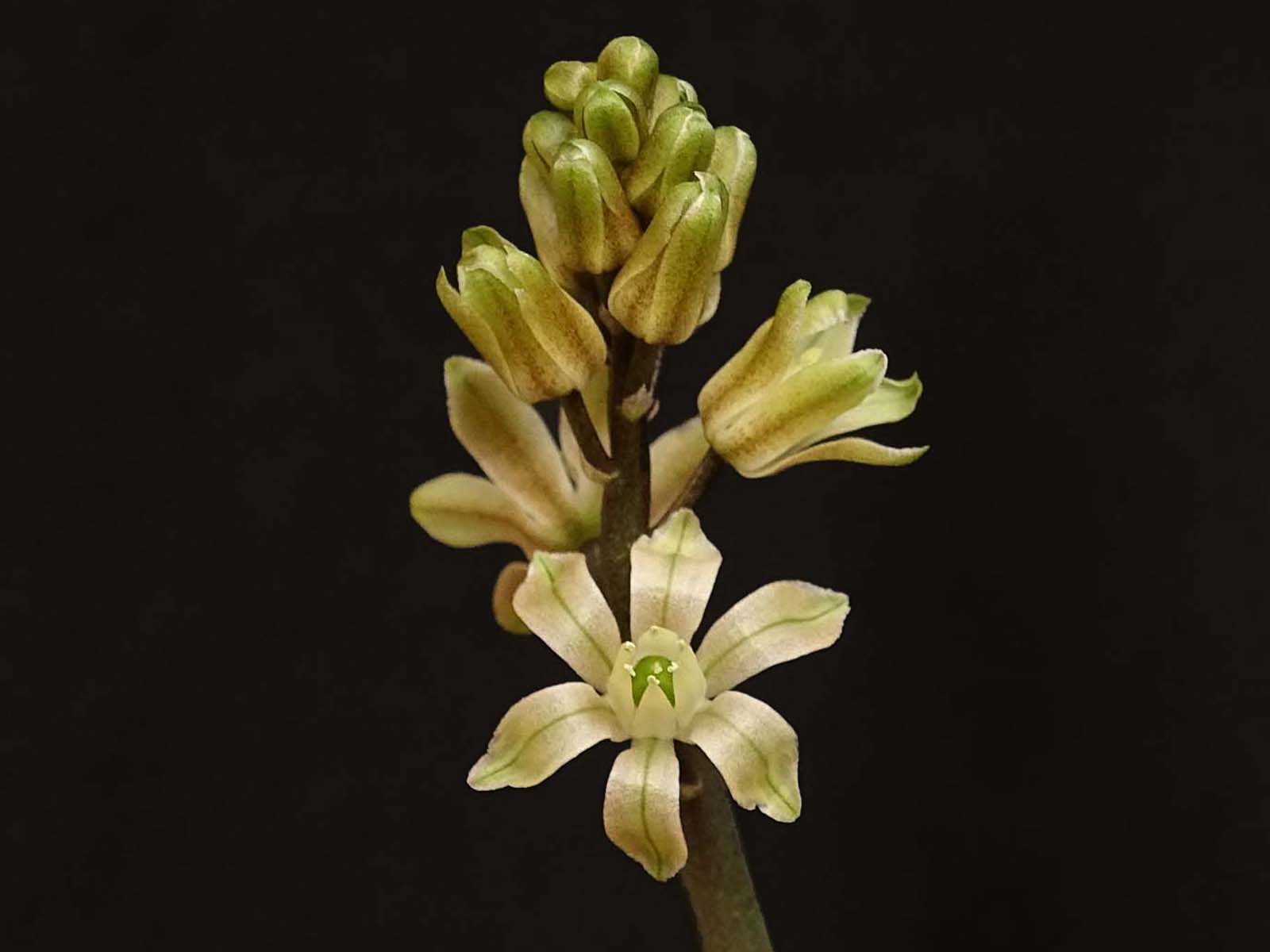 actual size: 4-6 cm