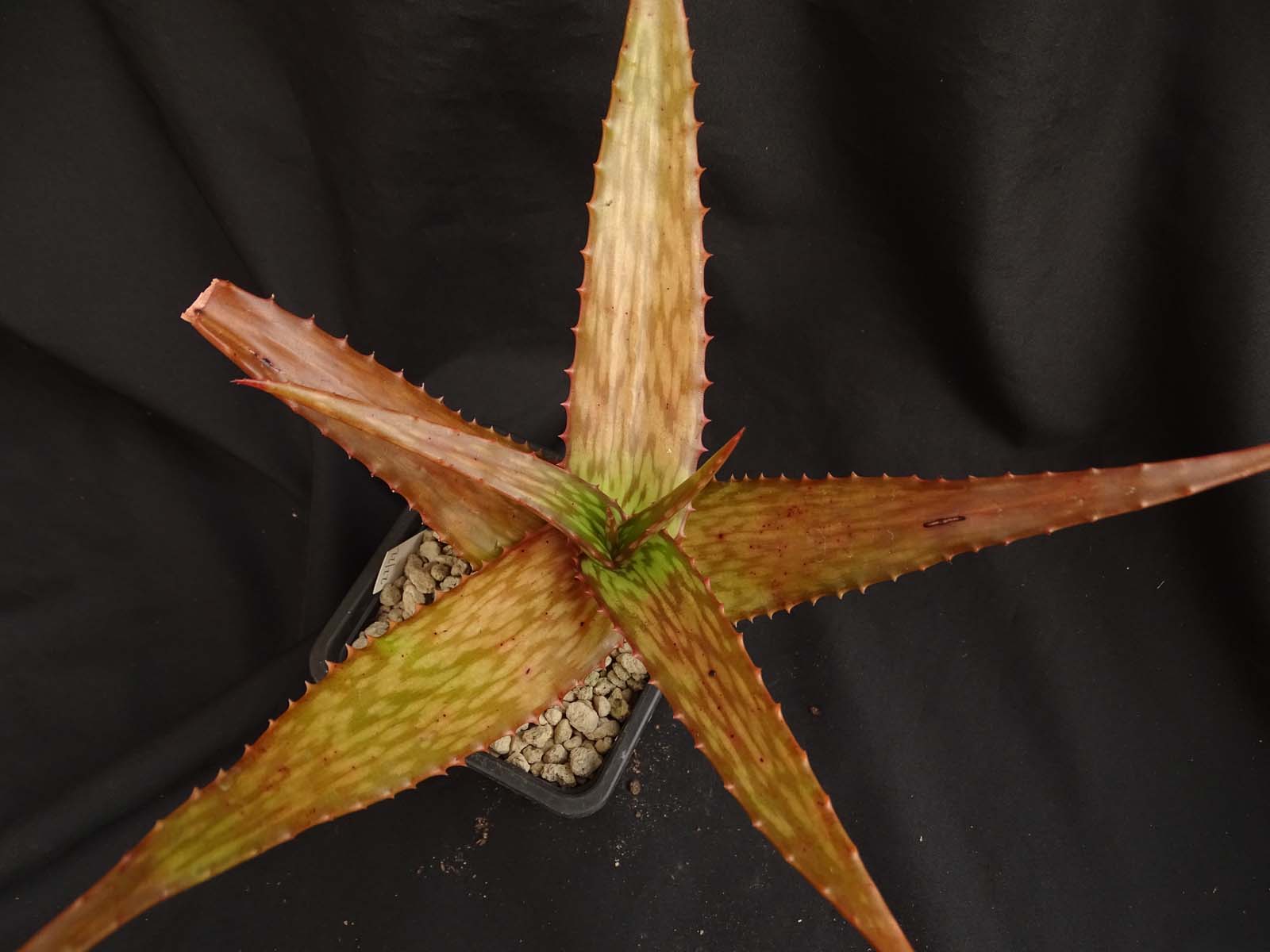 actual size: leaves cca 6-8 cm