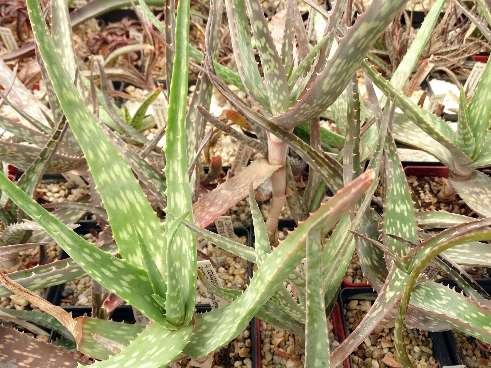 actual size: leaves cca 12-15 cm