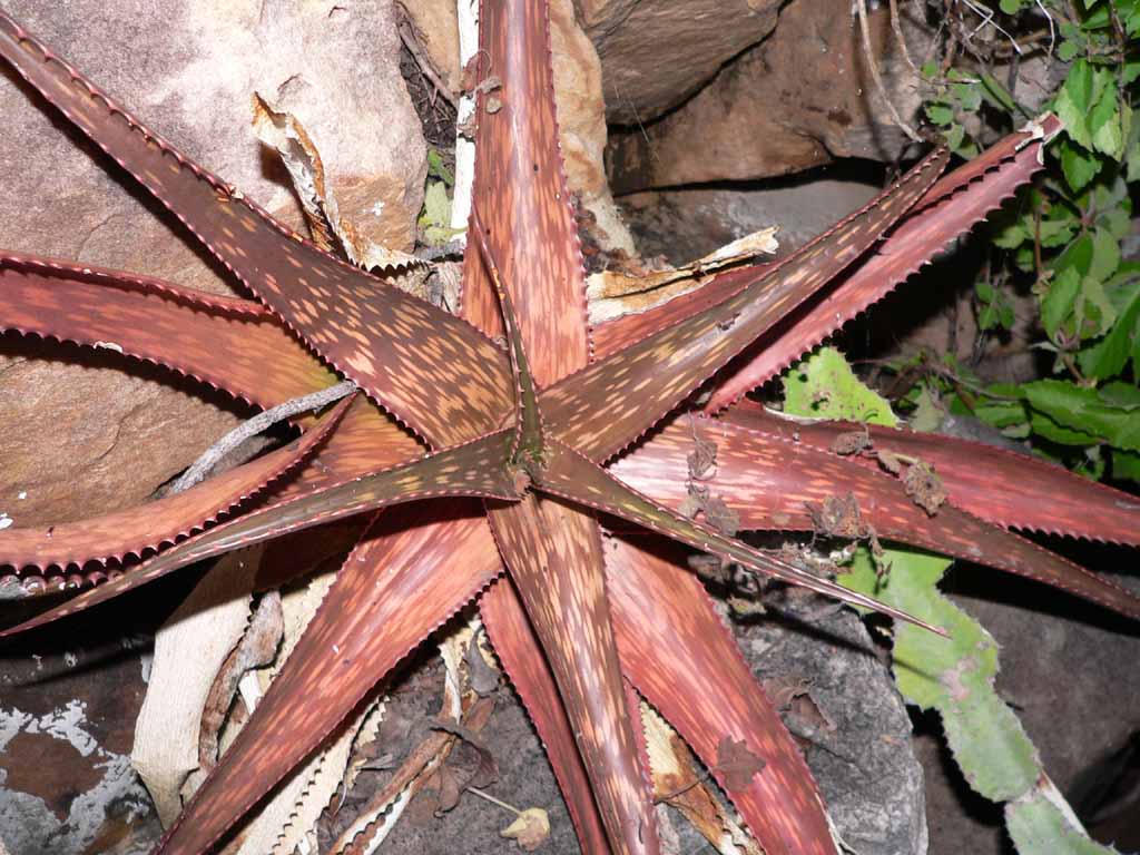 adult plant