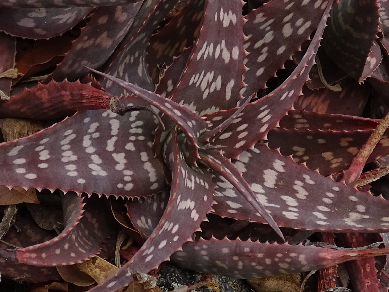 adult  -mother plant