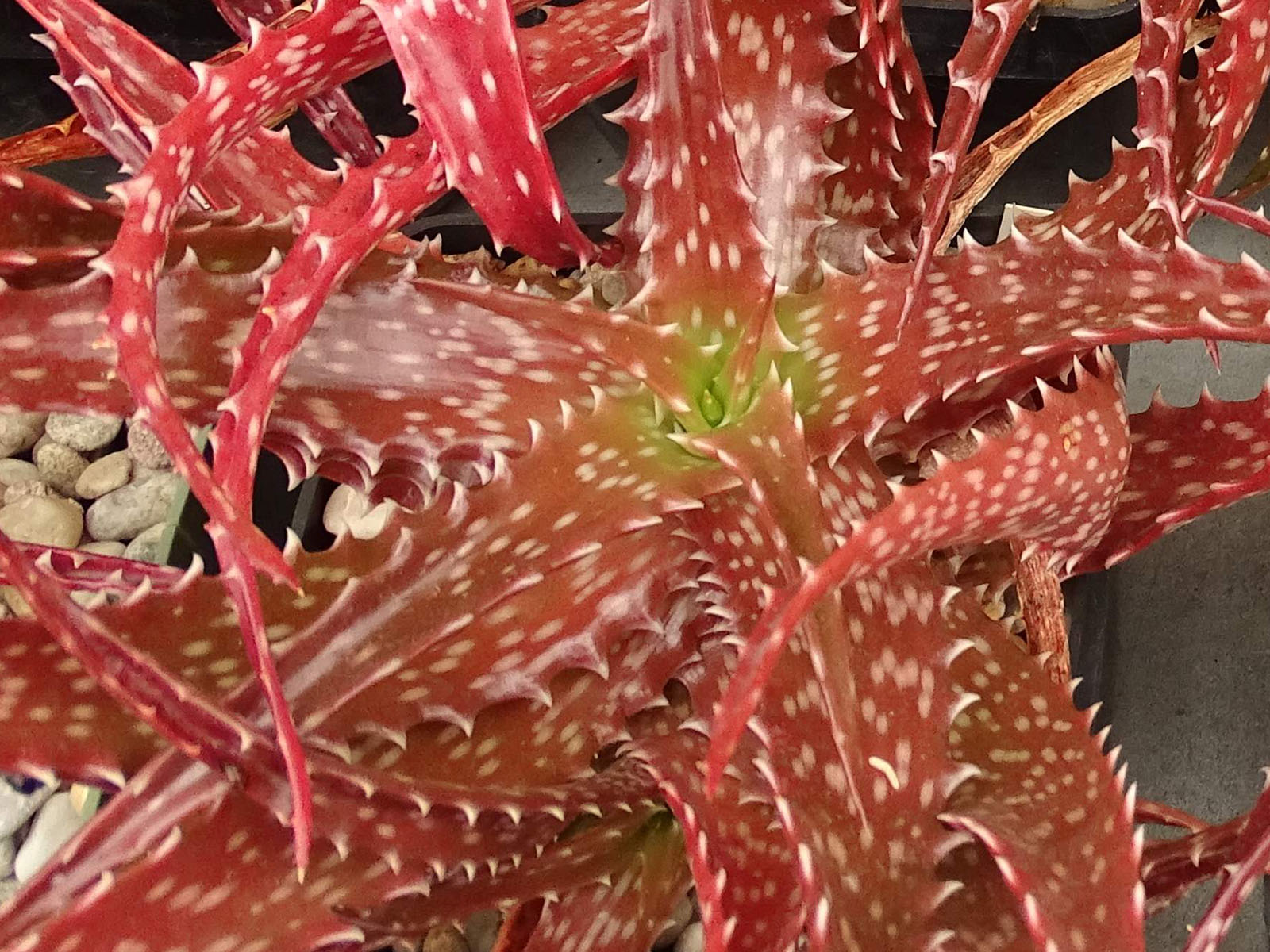 adult plant