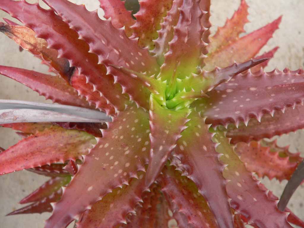 adult plant