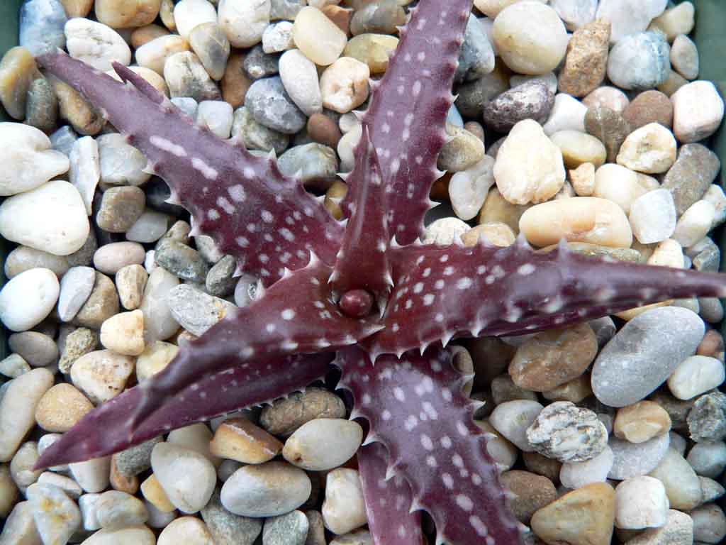 actual size: leaves cca 4-6 cm