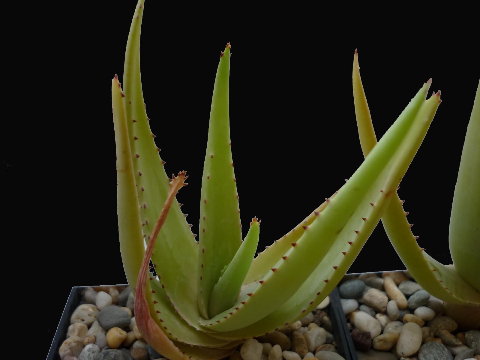 actual size: leaves cca 10-14 cm