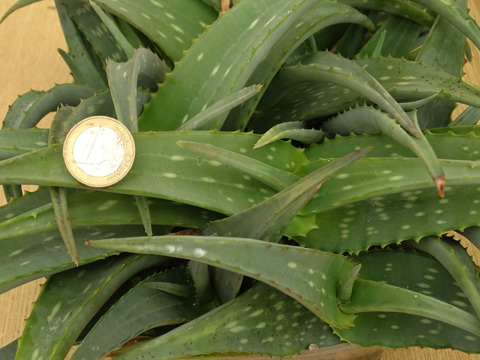 actual size: leaves cca 5-9 cm