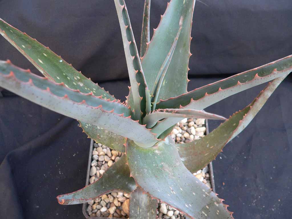 adult plant