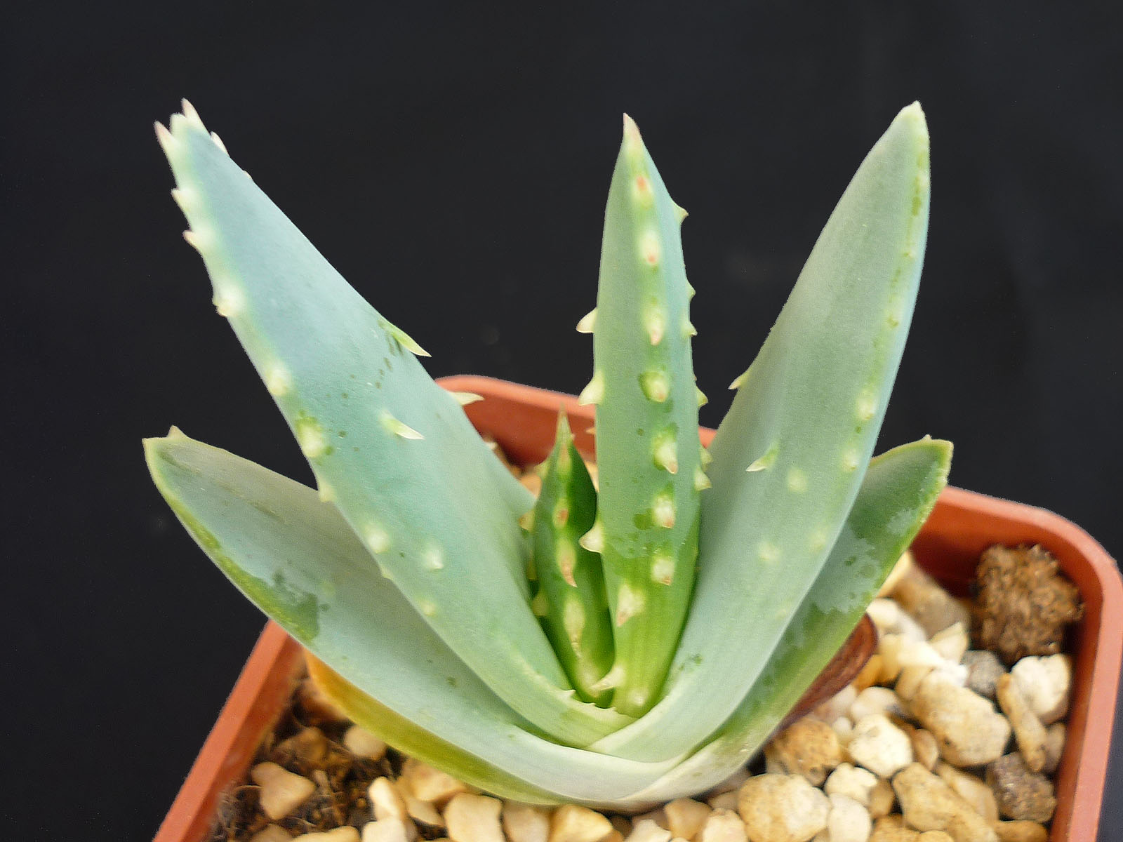 actual size: leaves cca 4-6 cm