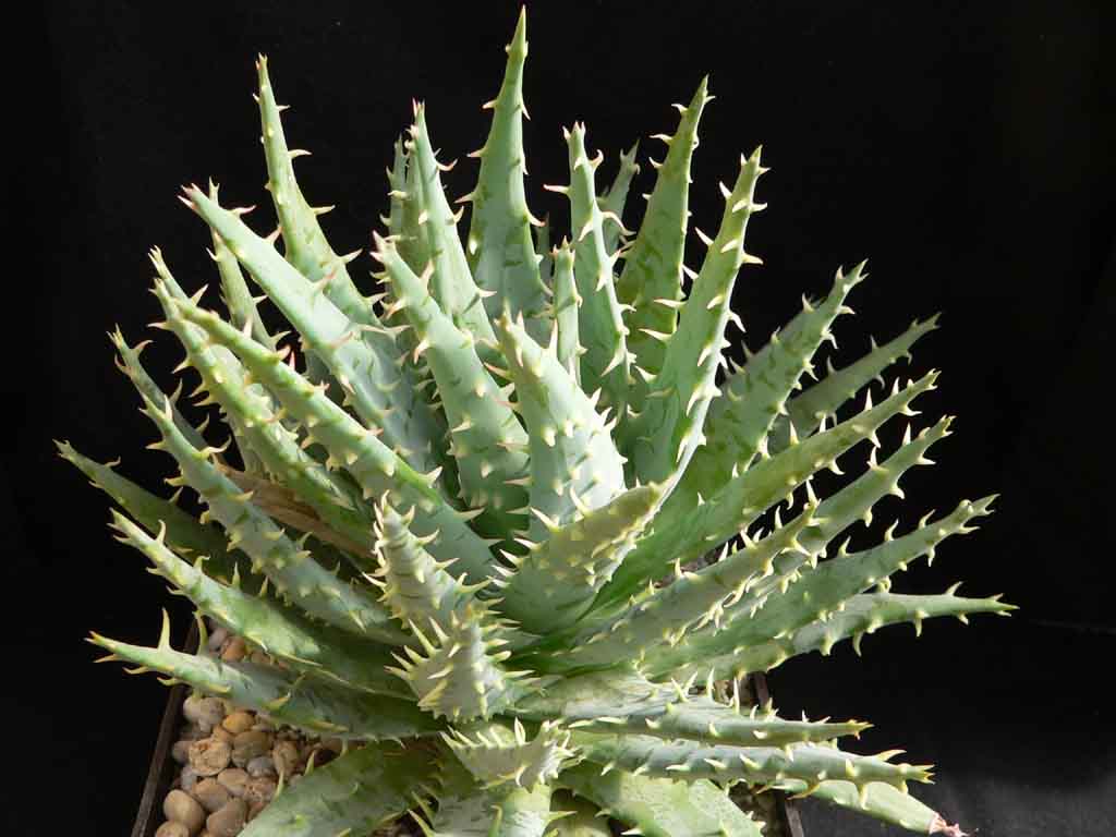 adult plant