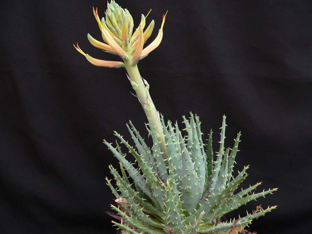 adult plant