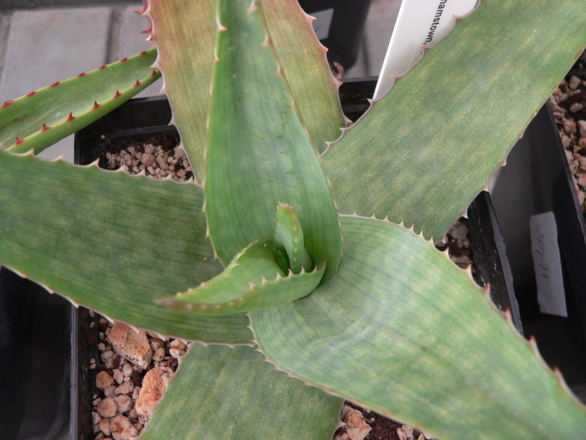 adult plant