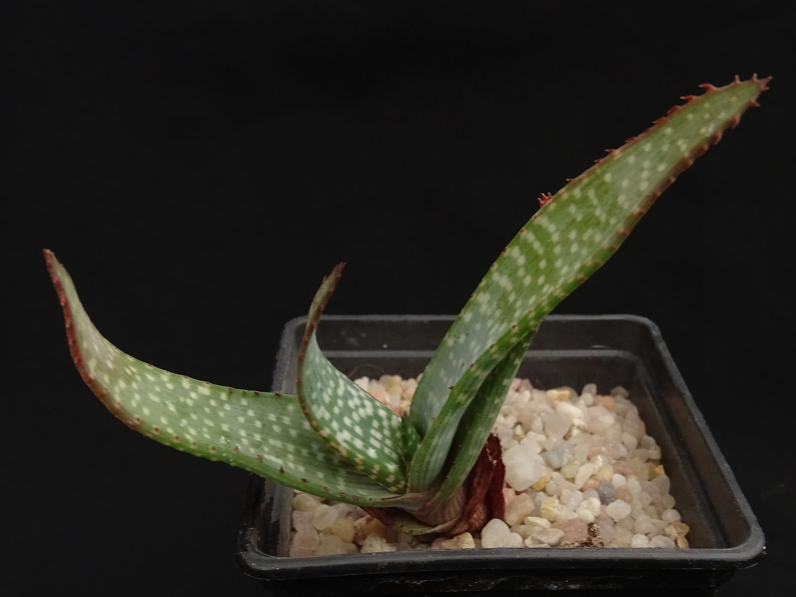 actual size: leaves cca 6-8 cm