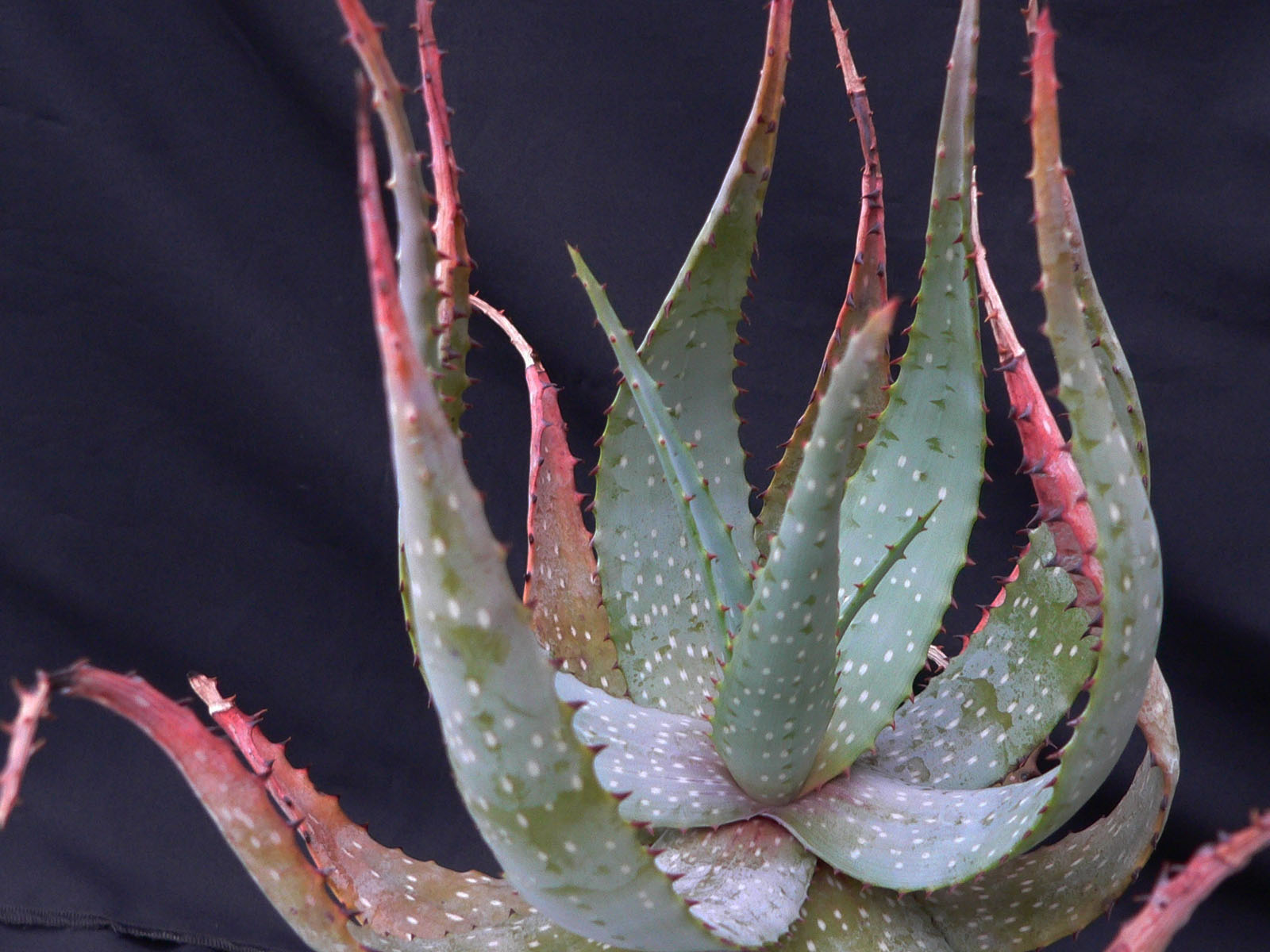 actual size: leaves cca 10-14 cm