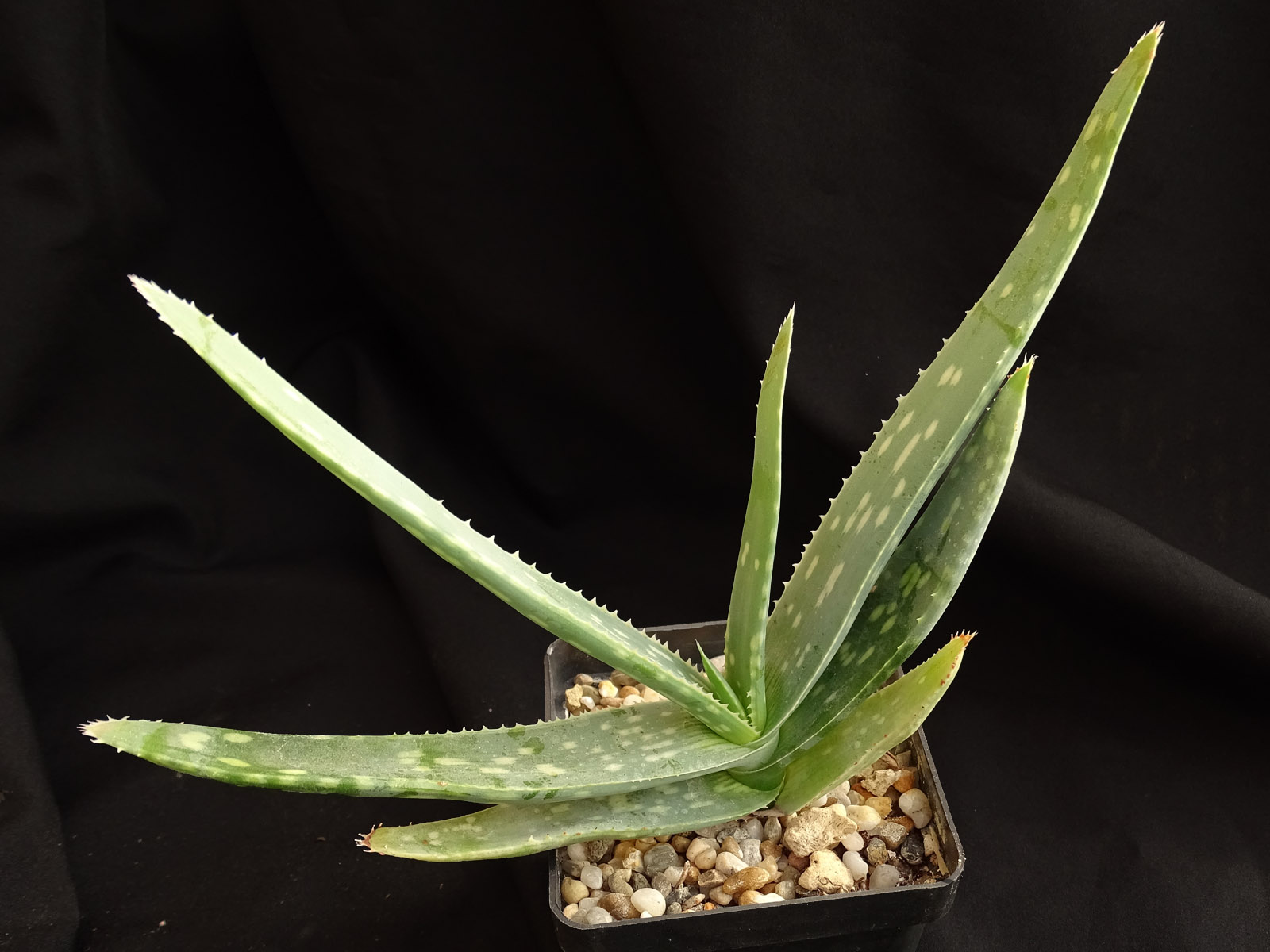 actual size: leaves cca 7-10 cm