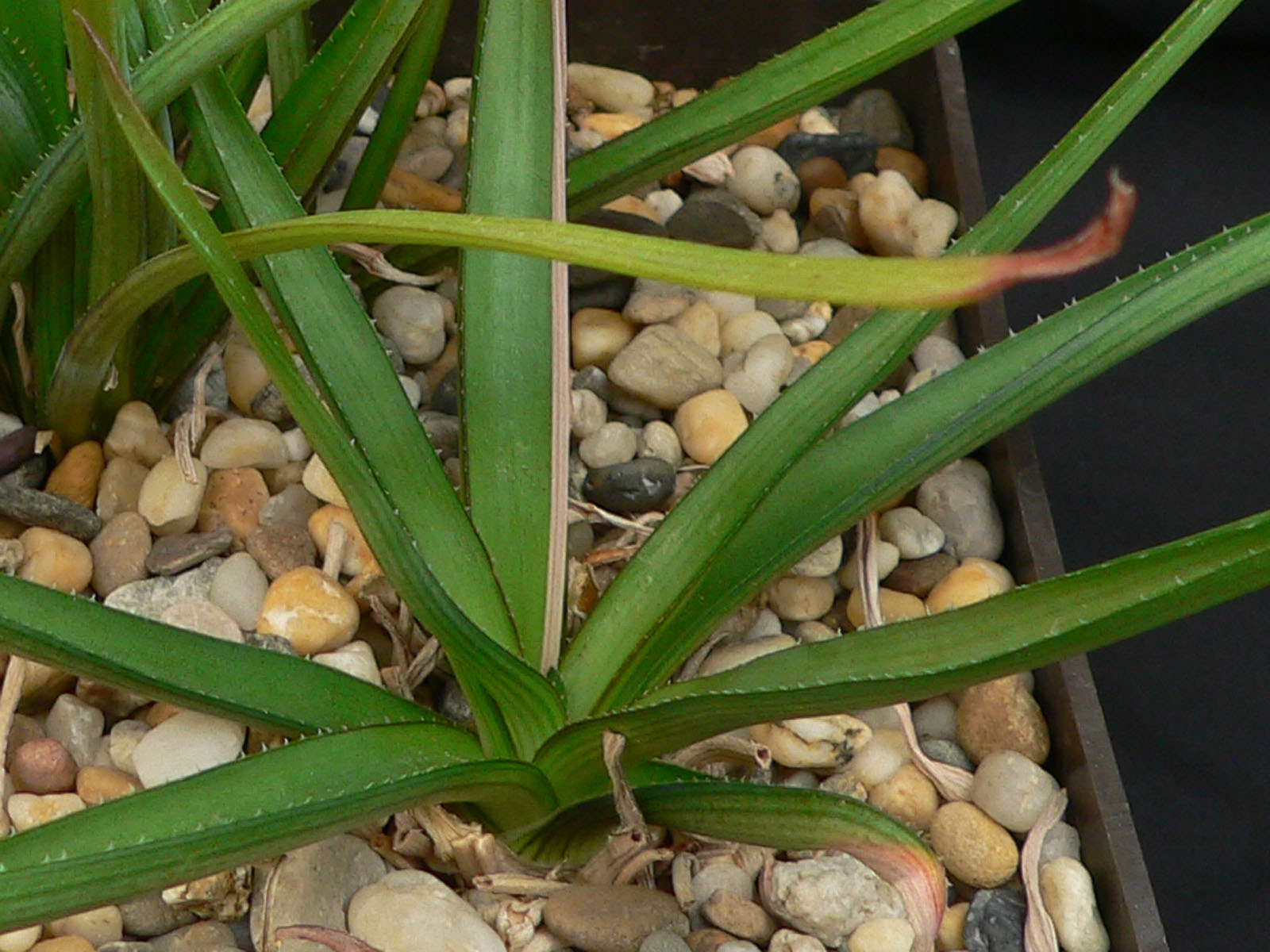 actual size: tuber ca 1,5 cm - 2 cm