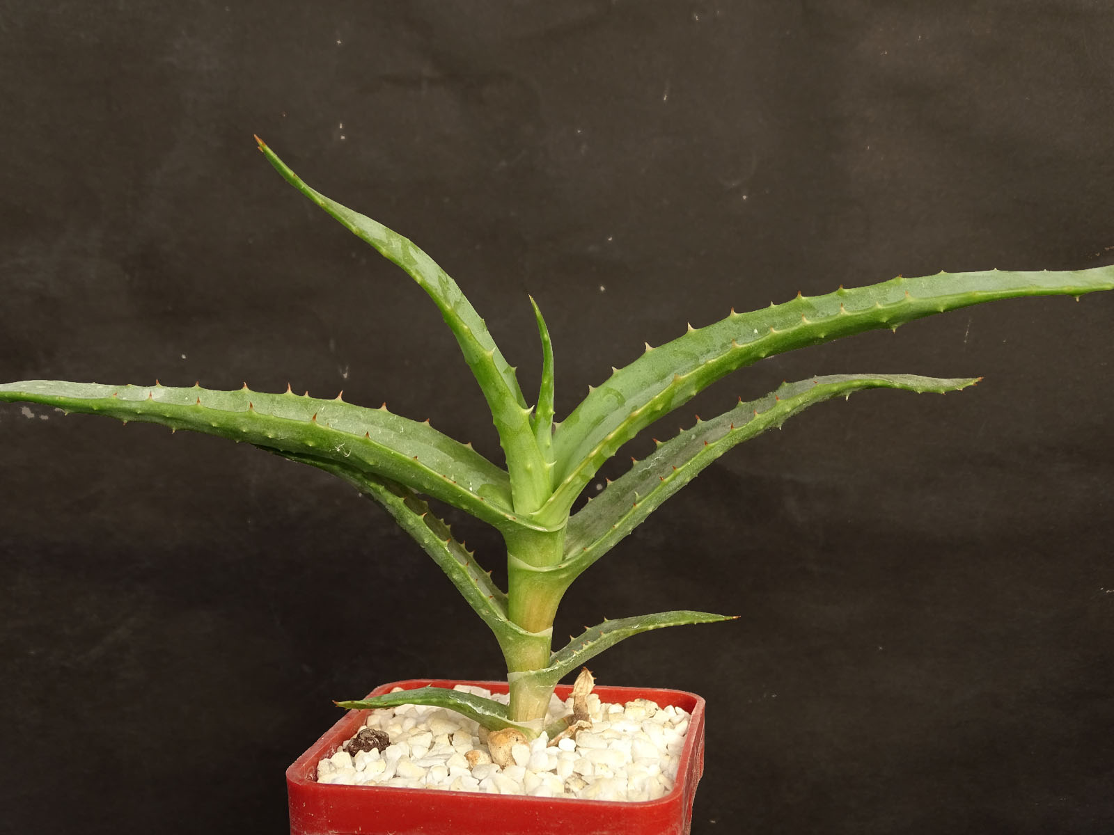 actual size: leaves cca 10 cm