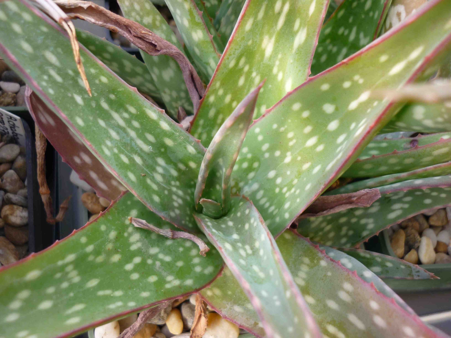 size: leaves cca 6-9 cm