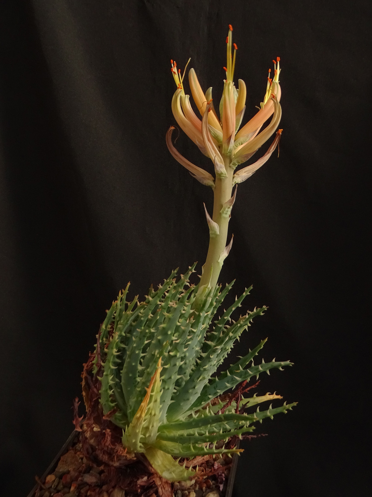 adult plant