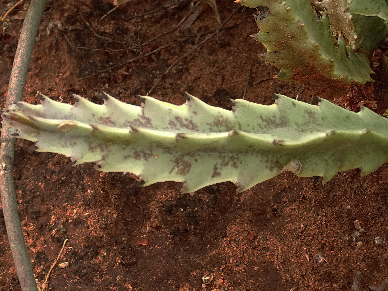 adult plant