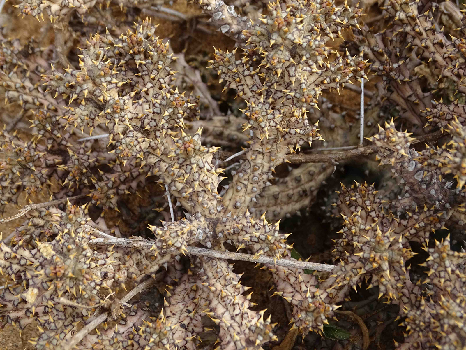 adult plant