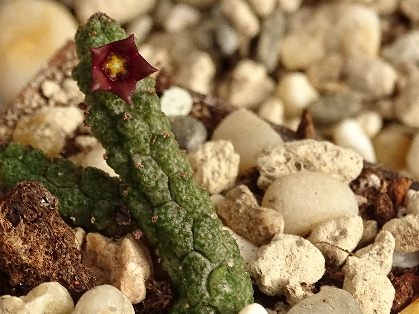 actual size: 4-6 cm