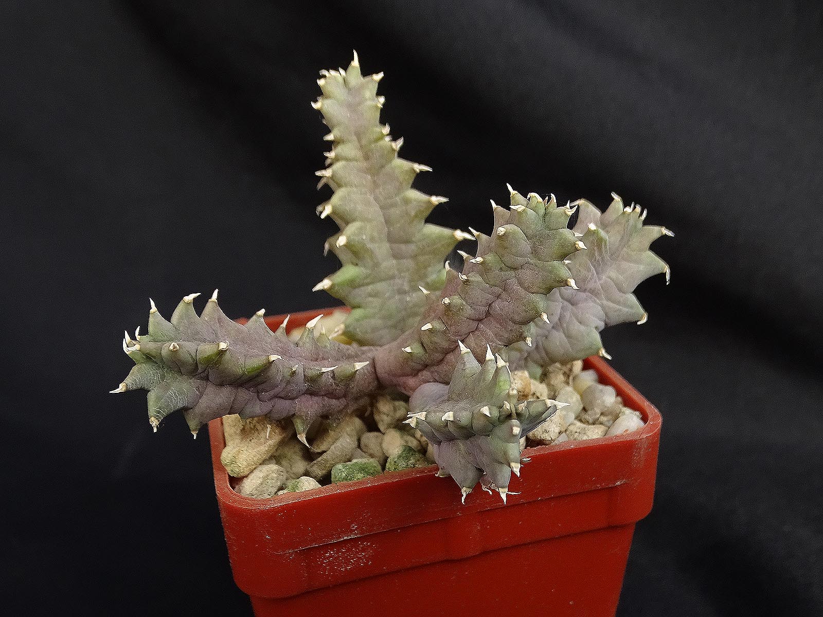 actual size: 4-6 cm